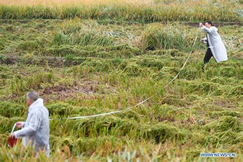 China Focus Third Generation Hybrid Rice Achieves High Yield Xinhua Englishnewscn