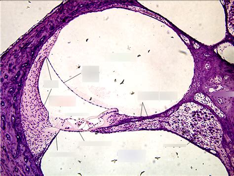 Organ Of Corti Diagram Quizlet