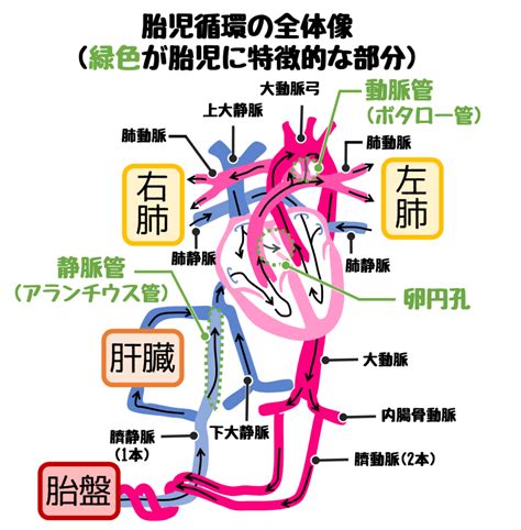 胎児循環 と胎児の血管を イラスト で分かりやすく解説！確認問題あり どっと New Life