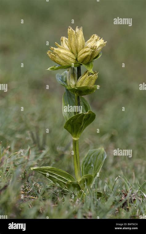 Spotted Gentian Gentiana Punctata Flowering Stock Photo Alamy