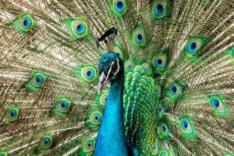 Premium Photo Amazing Indian Male Peacock Pavo Cristatus