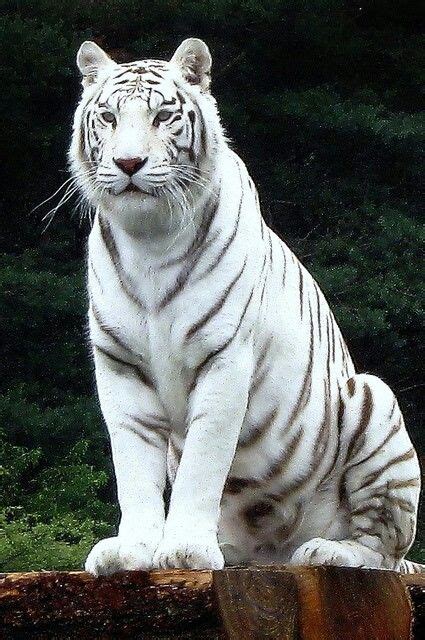 White tiger | Rare albino animals, Animals beautiful, Albino animals