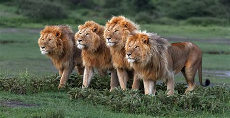 Remembering Lions A Stunning Photo Book For Charity Mar Gone Wild