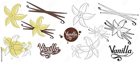 Vettoriale Stock hand drawn vanilla beans, spicy ingredient, vanilla ...