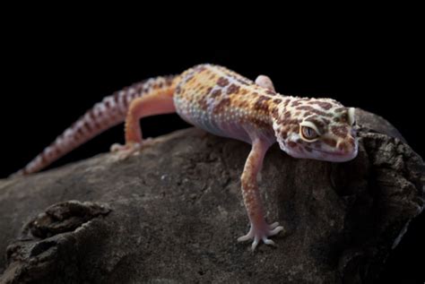 Leopard Geckos Night Adventures Are They Nocturnal