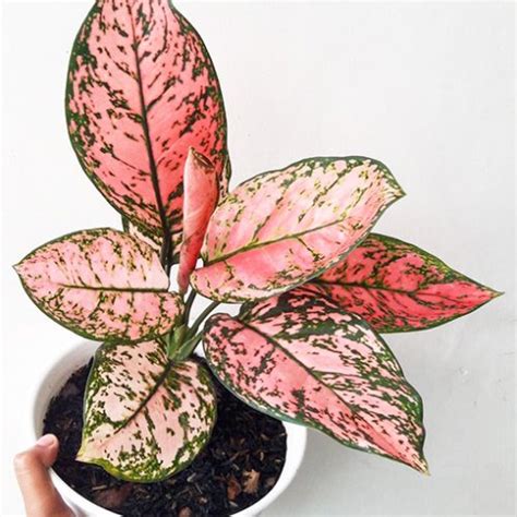 Aglaonema Assorted Mm The Jungle Collective