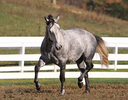 Blue Roan miss mine! | Horses, Blue roan, Horse breeds