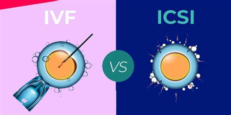 The Differences Between Ivf And Icsi