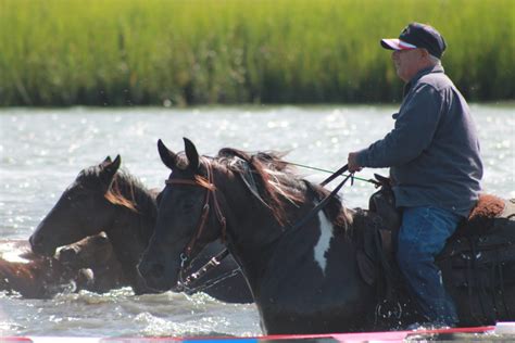 The Saltwater Cowboys of Chincoteague Island - Eastern Shore of Virginia Tourism Commission