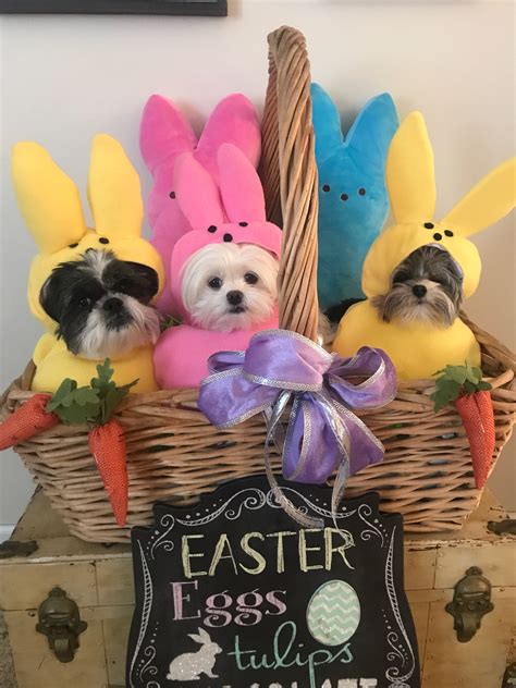 Custom Made Easter Candy dog costume for your small pet/dog up to 20 pounds