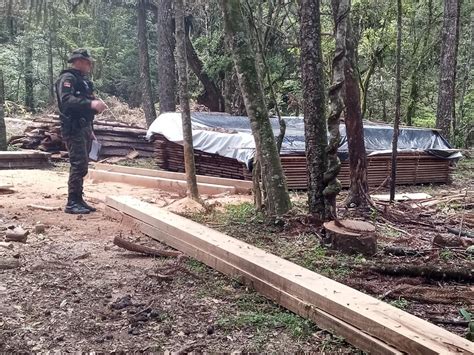 Brigada Militar Flagra Crime Ambiental Em S O Francisco De Paula