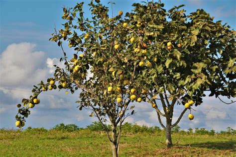 Cognassier ou arbre à coing Gamm vert