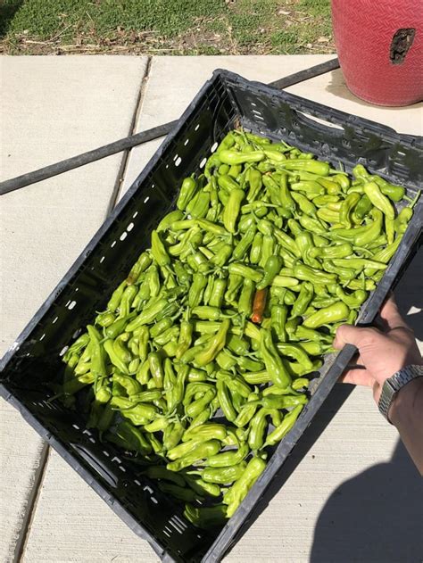 First time growing pepperoncini! : r/Peppers