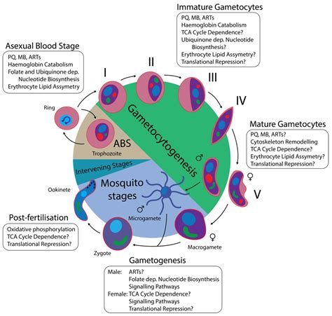 Parasitologia Free Full Text Antimalarial Drug Strategies To Target Plasmodium Gametocytes