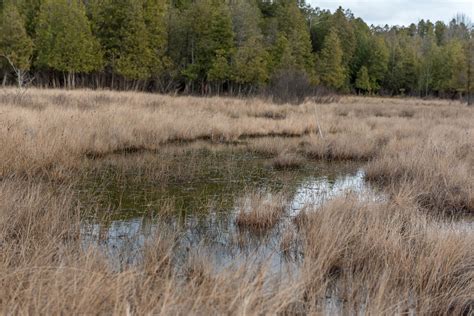 Get A Dose Of Nature Rx With A Trip To Cedar Bog Nature Preserve ...