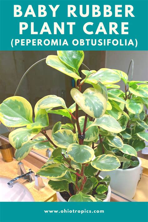 Baby Rubber Plant: 7 Top Care Tips For Peperomia Obtusifolia