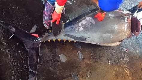 Amazing Fastest Giant Bluefin Tuna Cutting Skill Most Satisfying