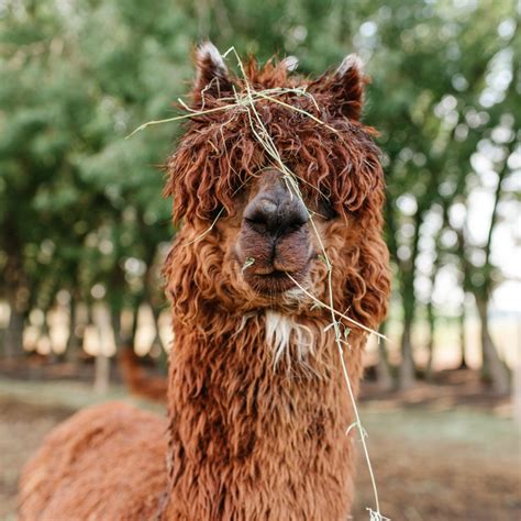 Gypsy Cobs History Spirit Farm Gypsy Cobs