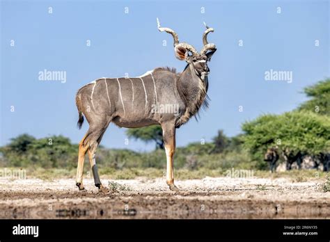 Male Greater Kudu Tragelaphus Strepsiceros At Onkolo Hide Onguma