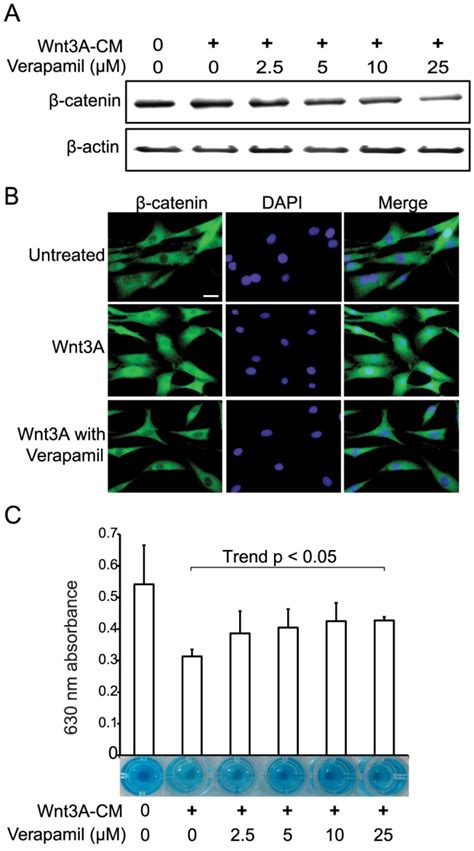 A Immunoblotting Of Catenin In Oac Cells Treated With Wnt A Cm And