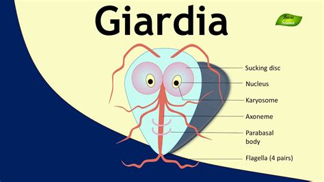 Giardia Parasite Structure And Function Parasitology Basic Science Series Youtube