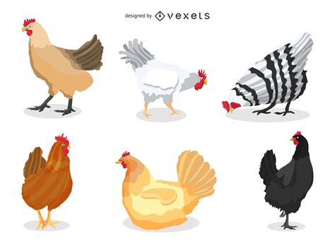 Chicken Illustration Set Vector Download