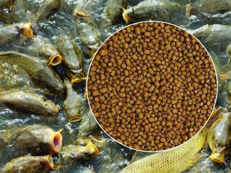 Brown Rohu Fish Feed Granules at Best Price in Nadia | Mritunjoy Biswas ...