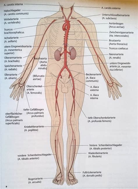 Schaubild Zwischenprüfung Arterien des Körpers Quizlet