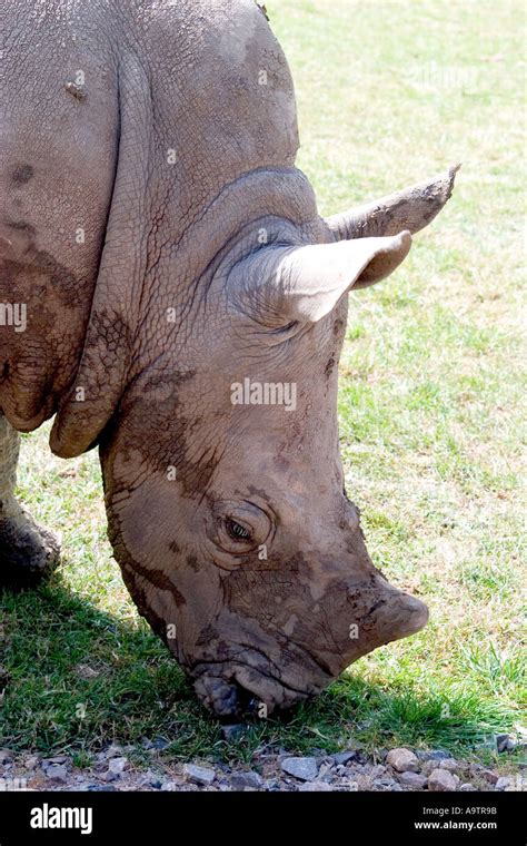 baby white rhino Stock Photo - Alamy