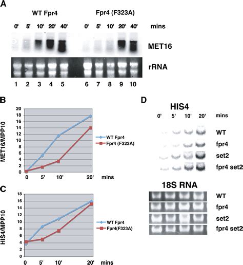 Proline Isomerization Of Histone H3 Regulates Lysine Methylation And