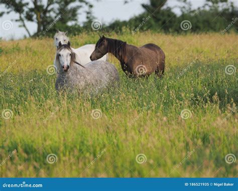 Herd Of Ponies Stock Image Image Of Pasture Paddock 186521935