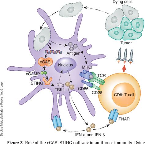 Regulation And Function Of The Cgassting Pathway Of Cytosolic Dna