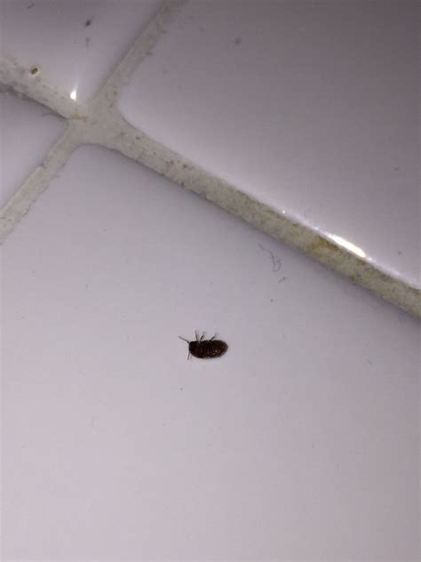 Identifying Small Bugs In The Kitchen Thriftyfun