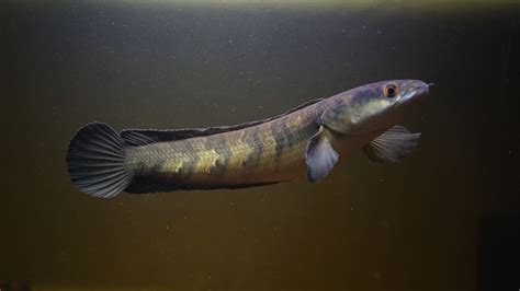 7 Types Of Snakehead Fish A Z Animals