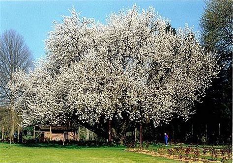 Oregon Heritage Tree Owen Cherry Tree In Eugene