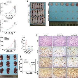 Anln Contributes To Hcc Growth In Vitro And In Vivo A Cell