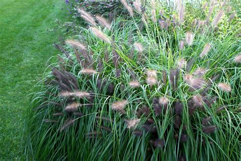 Is Fountain Grass Dangerous To Dogs