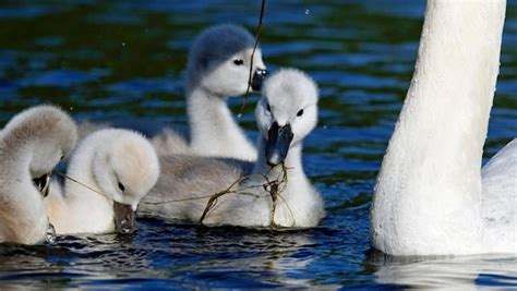 Premium Photo Mute Swan Cygnets On A Lake