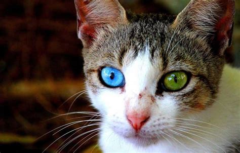 Another cat with Heterochromia : cats