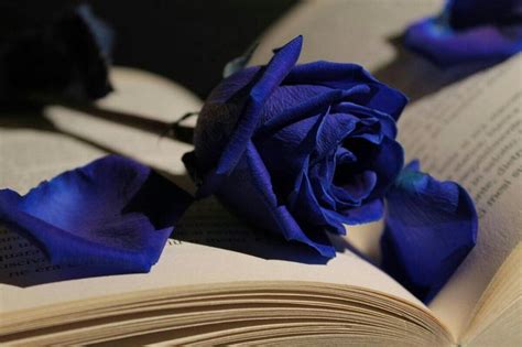 Pin By 🌹karinkа 🌹 On Мир цветов Royal Blue Wallpaper Blue Roses Wallpaper Blue Aesthetic