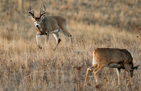 Navigating The Texas Whitetail Rut A Comprehensive Guide To