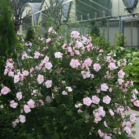 Blue Chiffon Rose Of Sharon My Proven Winners Colorchoices