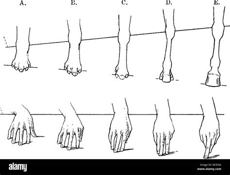 Horse Distal Limb Anatomy