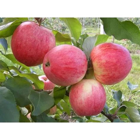 Яблоня Мельба купить в Москве саженцы из питомника Greenpoint24