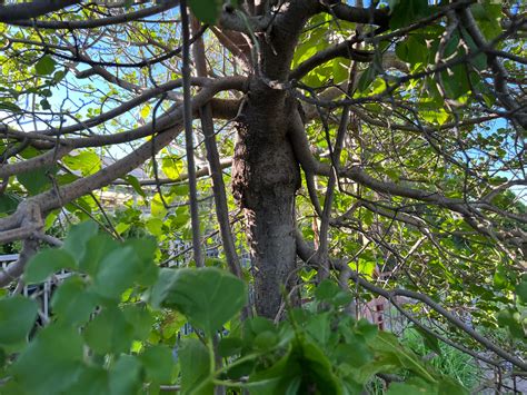 Dwarf Korean Lilac Tree: Pruning To Reduce Size