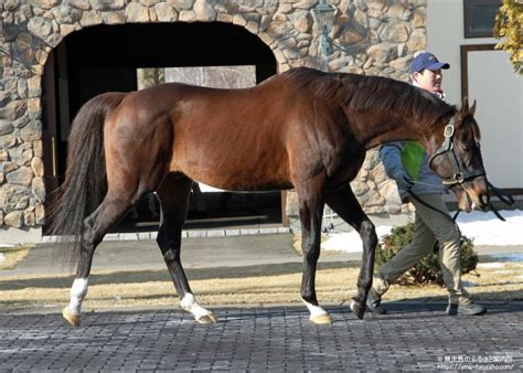 ビッグレッドファーム種牡馬展示会2023開催 馬産地ニュース 競走馬のふるさと案内所