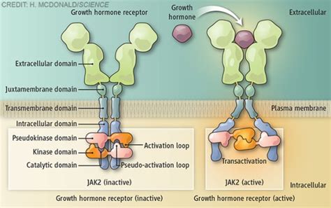 Growth hormone receptor activation from the collection of Guild of ...