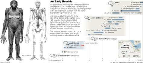 Fossil Skeleton From Africa Predates Lucy | Indian Defence Forum