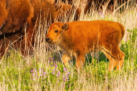 Baby Bison 2 – Steve Creek