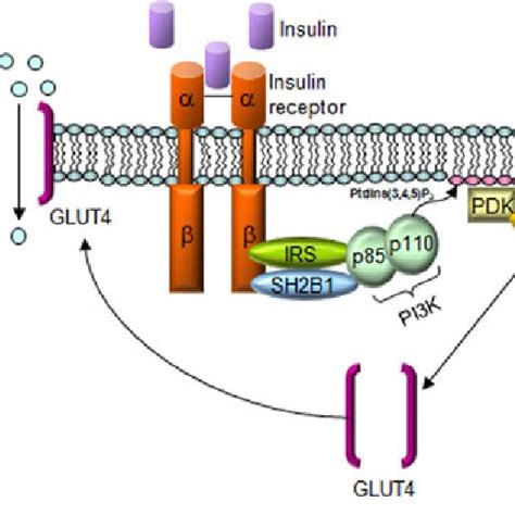 SH2B1 Signals In The Insulin Pathway Insulin Activates The Insulin